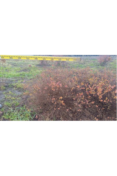 Спірея японська Літл Принцесс (рожева) - ТОПІАР Куля_ком40кг/вис.50-60см/Ø60-80см